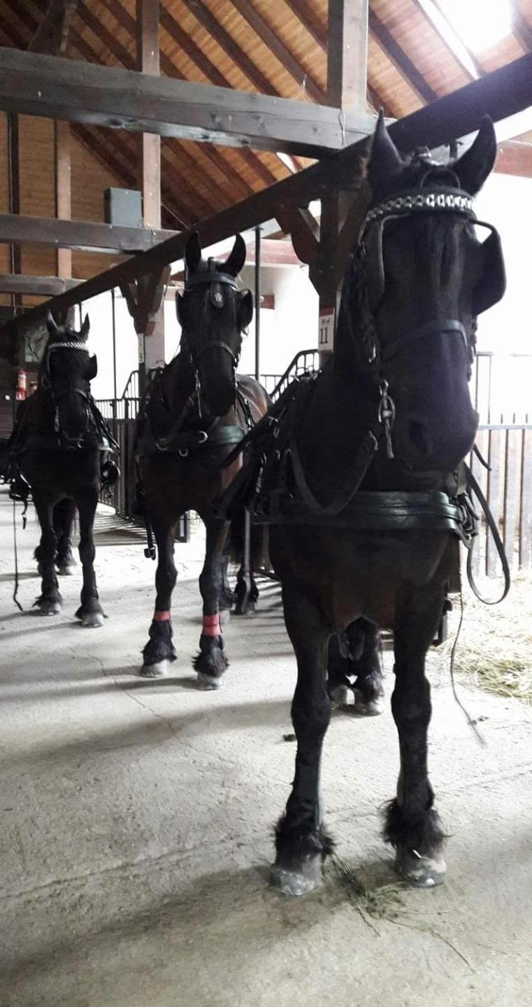 Agroturystyka Agro-Podkowka Marciszow Esterno foto